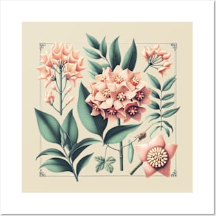 Hoya Carnosa Vintage Botanical Art Posters and Art